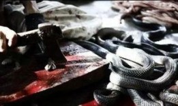 与蛇共舞香港在线观看,香港神秘生态探秘之旅