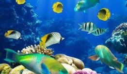 一线吃瓜娱乐圈by海底,海底视角下的“一线吃瓜”众生相